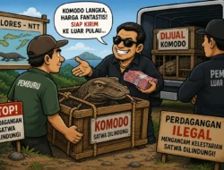 Perdagangan Ilegal Komodo Terbongkar, 20 Ekor Dijual ke Luar NTT Senilai Rp565 Juta