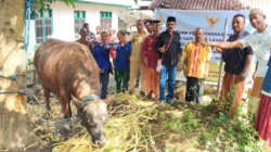 Presiden Prabowo Salurkan Sapi Kurban 851 Kg untuk Masjid Baiturrahman Nagekeo