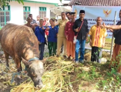 Presiden Prabowo Salurkan Sapi Kurban 851 Kg untuk Masjid Baiturrahman Nagekeo