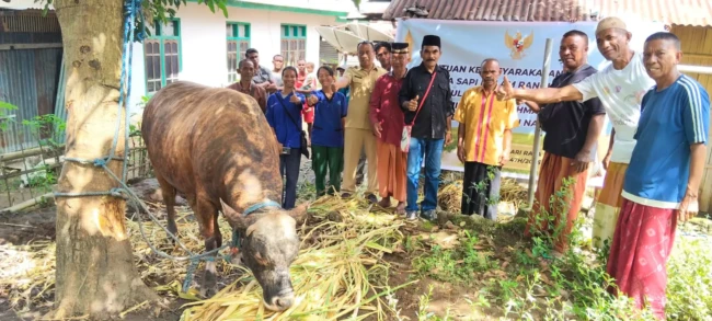 sapi prabowo